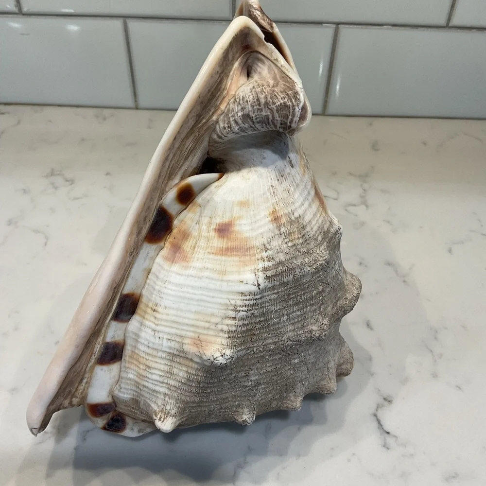 Natural Shell Home Accent Decor - Picture 3 of 8